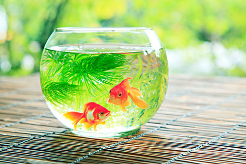 居家养鱼风水讲究，怎么养鱼招财运？